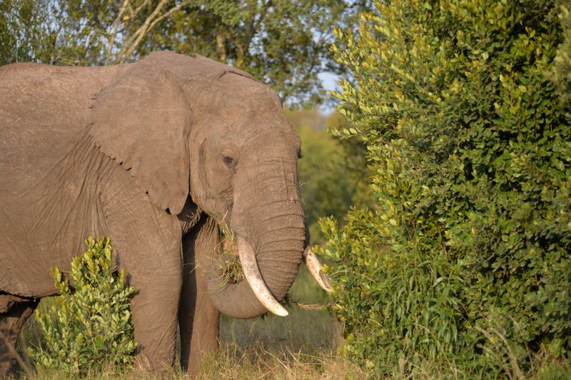 Bull elephant, feeding