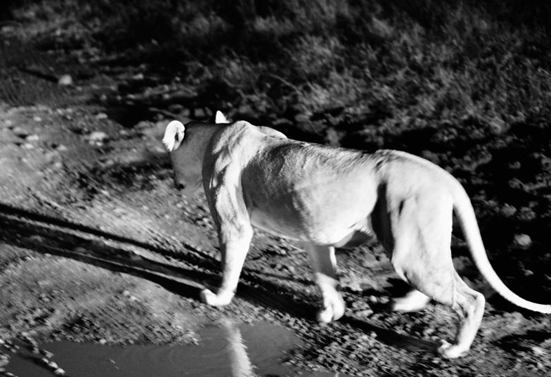 Lioness, after dark