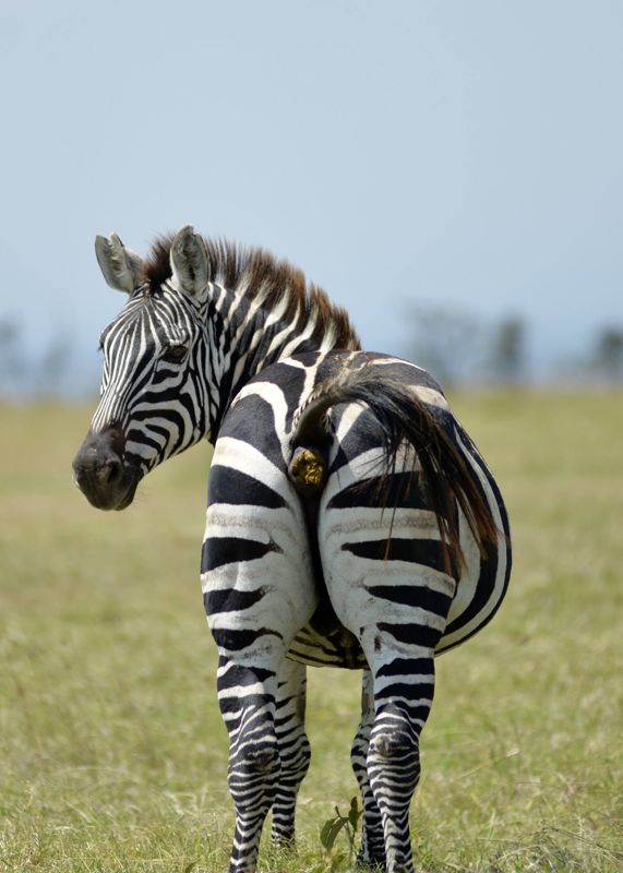 Zebra, looking back