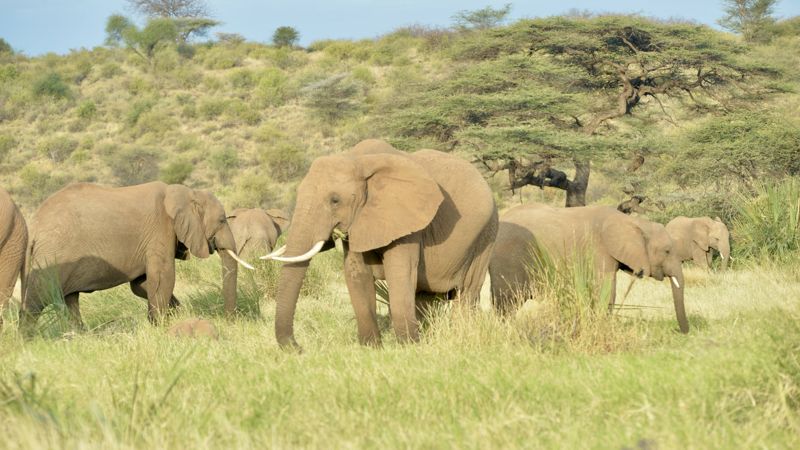 Elephant family