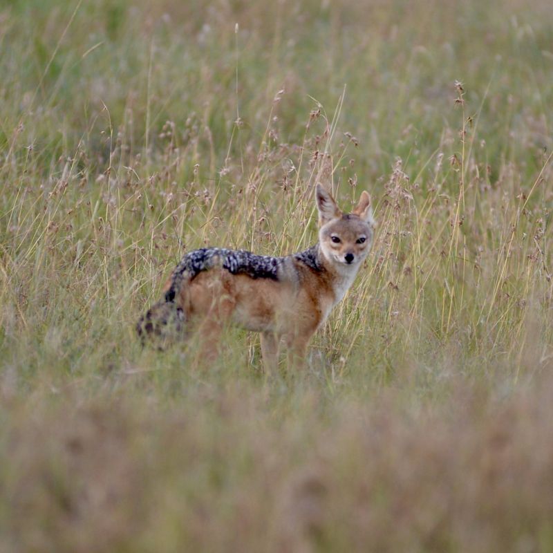 Black-backed jackal