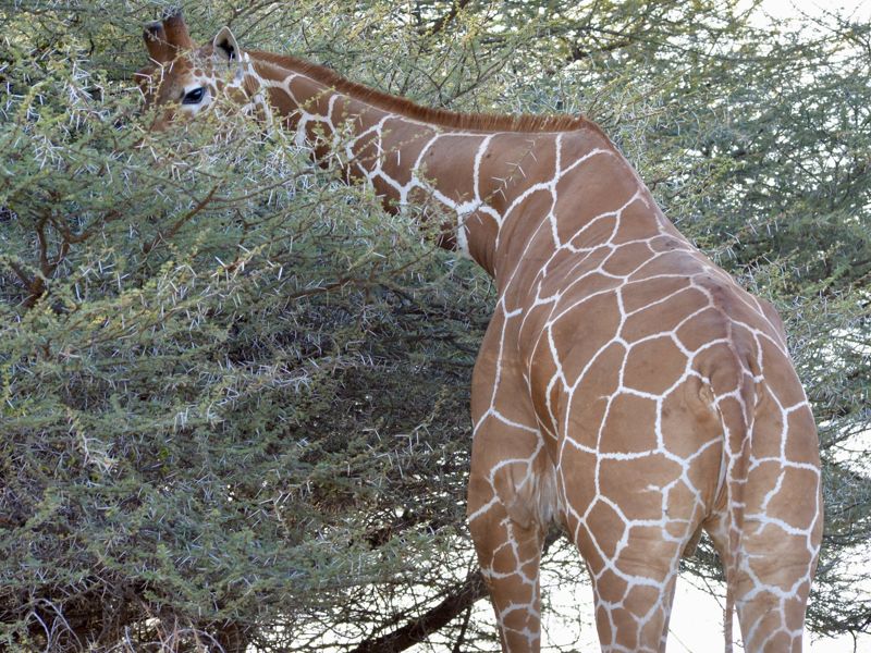 Reticulated giraffe