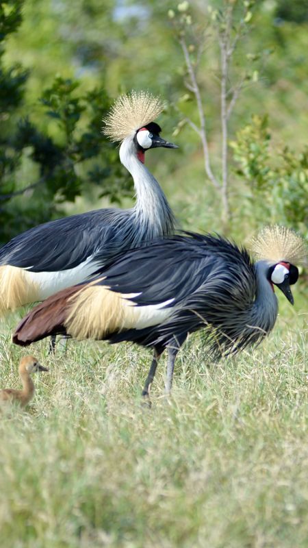 Grey crowned cranes