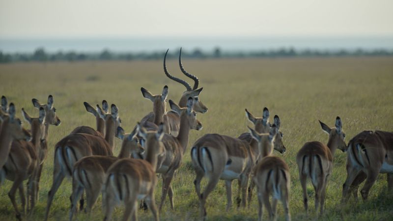 Impala herd