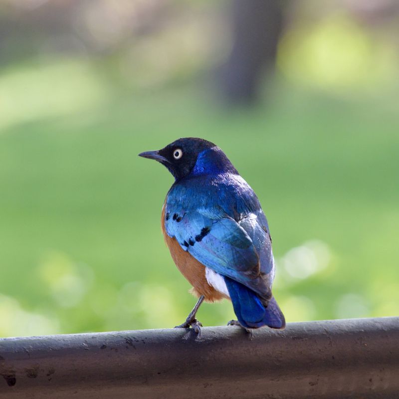 Superb starling