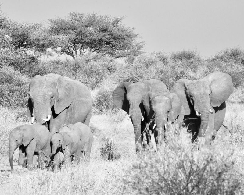The herd, in monochrome