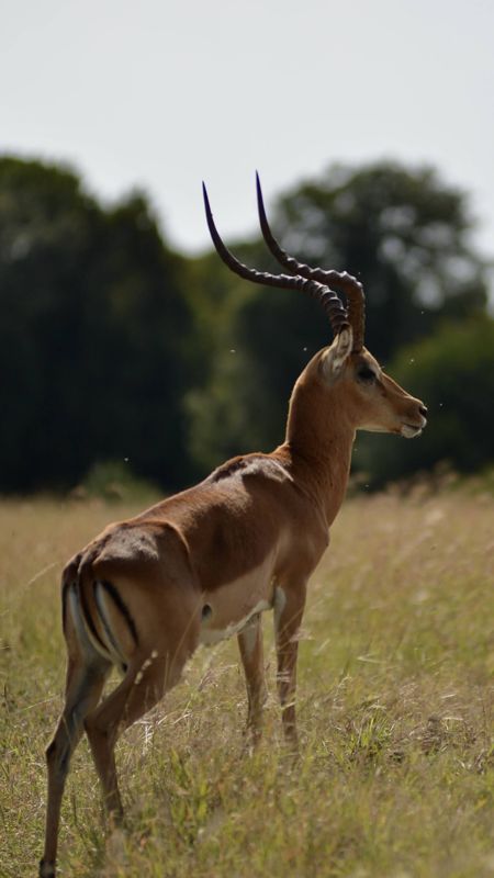 Impala ram
