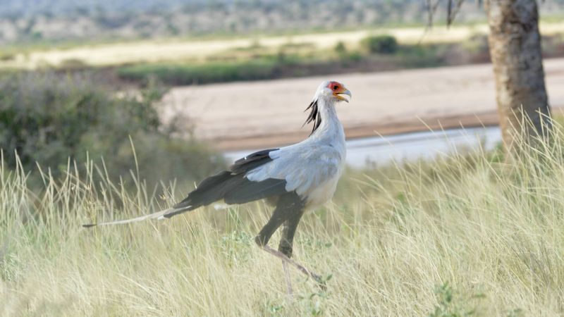 Secretary bird