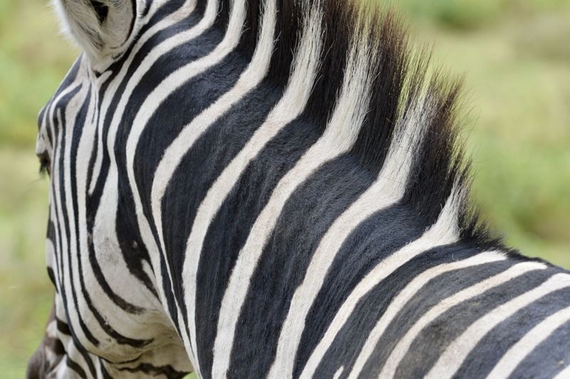 Stripes