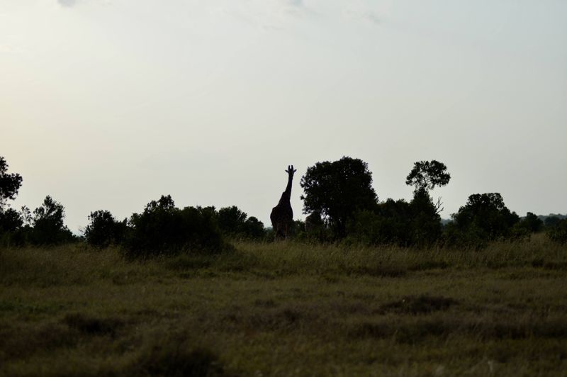 Giraffe at dusk