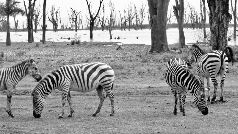Zebras among dead trees