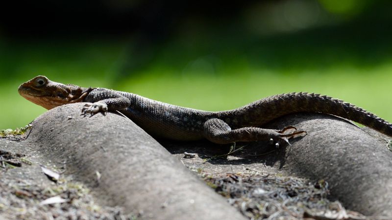 Lizard, basking